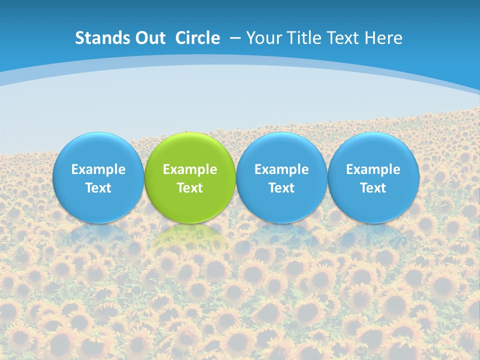 A Field Of Sunflowers, In The South Of France. PowerPoint Template