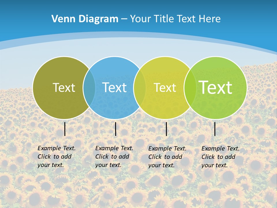 A Field Of Sunflowers, In The South Of France. PowerPoint Template