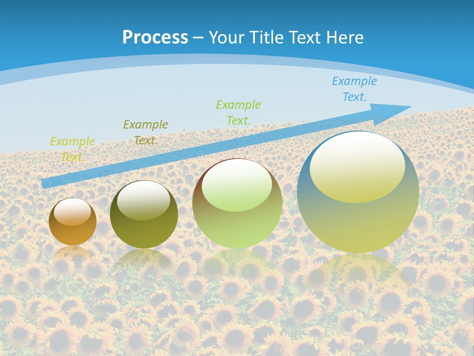 A Field Of Sunflowers, In The South Of France. PowerPoint Template