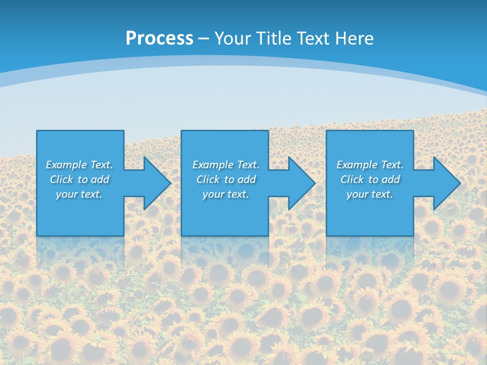 A Field Of Sunflowers, In The South Of France. PowerPoint Template