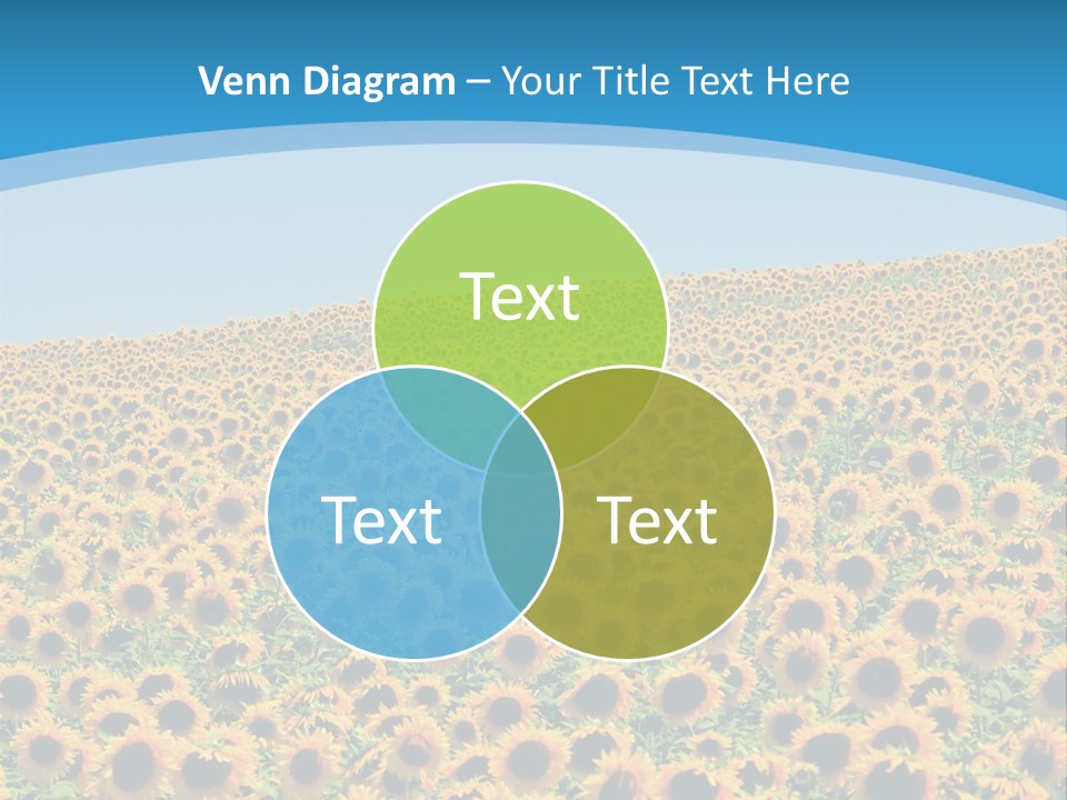A Field Of Sunflowers, In The South Of France. PowerPoint Template