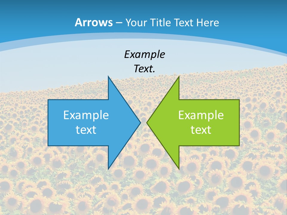 A Field Of Sunflowers, In The South Of France. PowerPoint Template