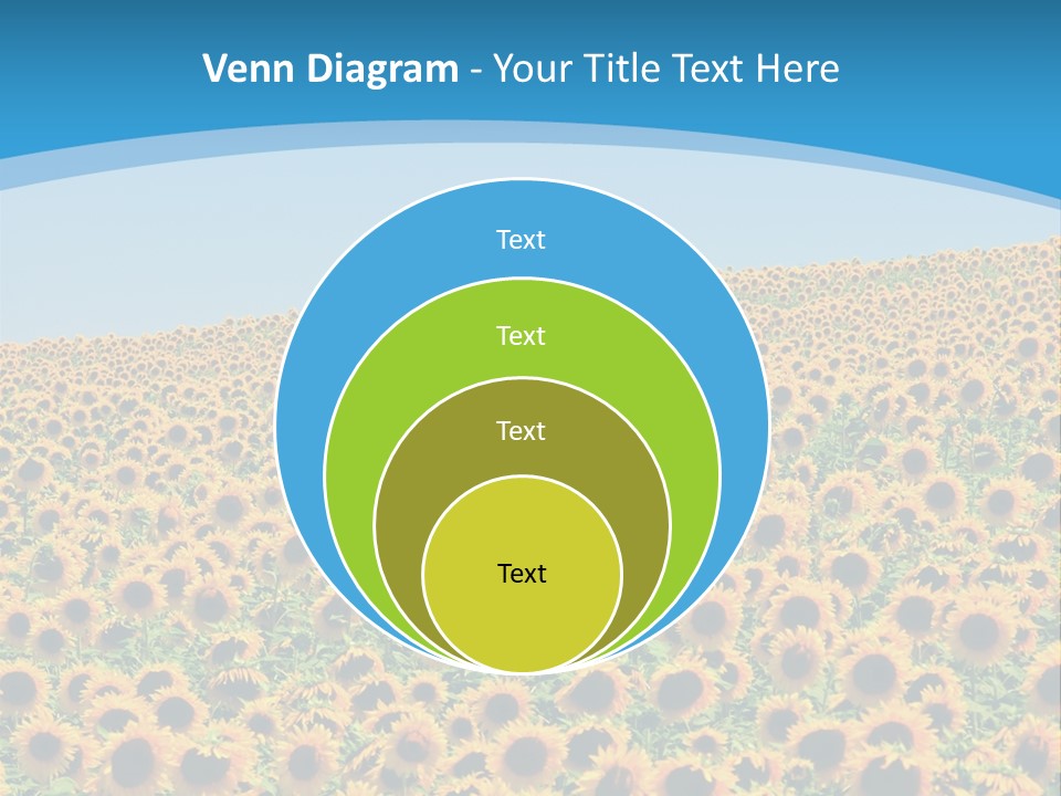 A Field Of Sunflowers, In The South Of France. PowerPoint Template