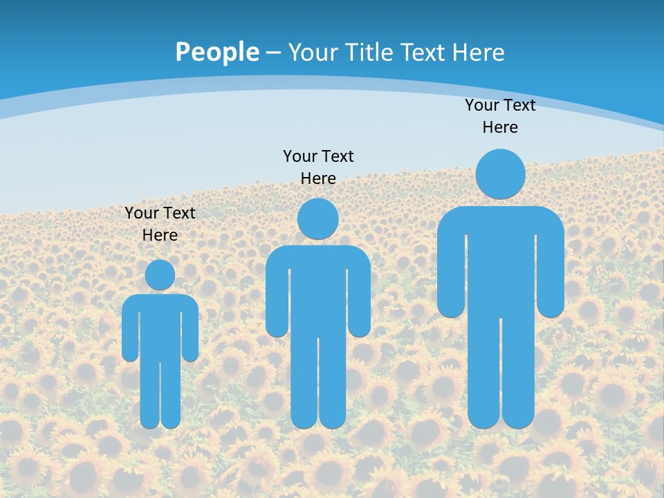 A Field Of Sunflowers, In The South Of France. PowerPoint Template