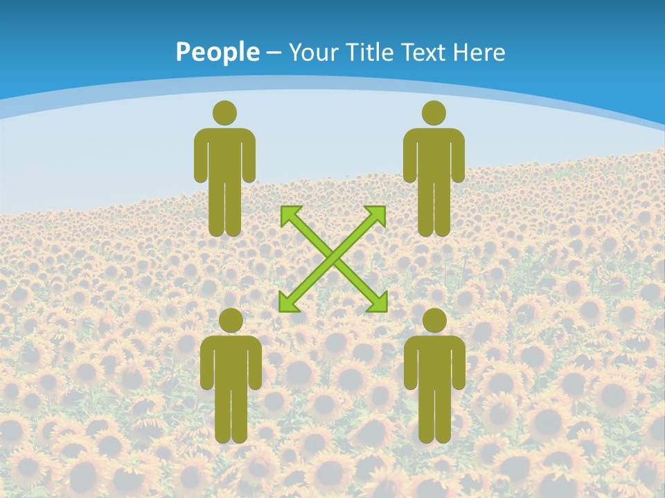 A Field Of Sunflowers, In The South Of France. PowerPoint Template