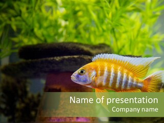 Beautiful African Cichlid (Red Peacock) Swimming In The Aquarium. Lots Of Bright Orange. PowerPoint Template