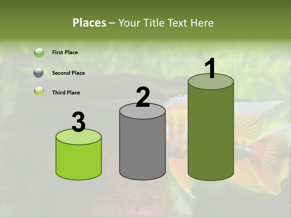 Beautiful African Cichlid (Red Peacock) Swimming In The Aquarium. Lots Of Bright Orange. PowerPoint Template