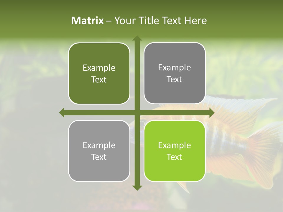 Beautiful African Cichlid (Red Peacock) Swimming In The Aquarium. Lots Of Bright Orange. PowerPoint Template