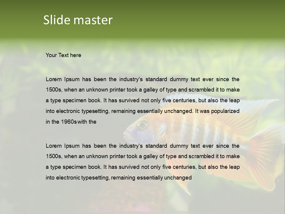 Beautiful African Cichlid (Red Peacock) Swimming In The Aquarium. Lots Of Bright Orange. PowerPoint Template