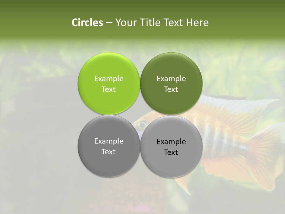 Beautiful African Cichlid (Red Peacock) Swimming In The Aquarium. Lots Of Bright Orange. PowerPoint Template