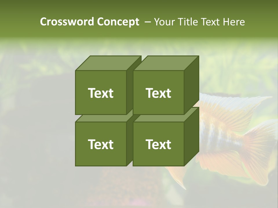 Beautiful African Cichlid (Red Peacock) Swimming In The Aquarium. Lots Of Bright Orange. PowerPoint Template