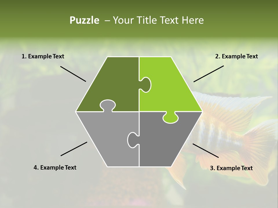 Beautiful African Cichlid (Red Peacock) Swimming In The Aquarium. Lots Of Bright Orange. PowerPoint Template