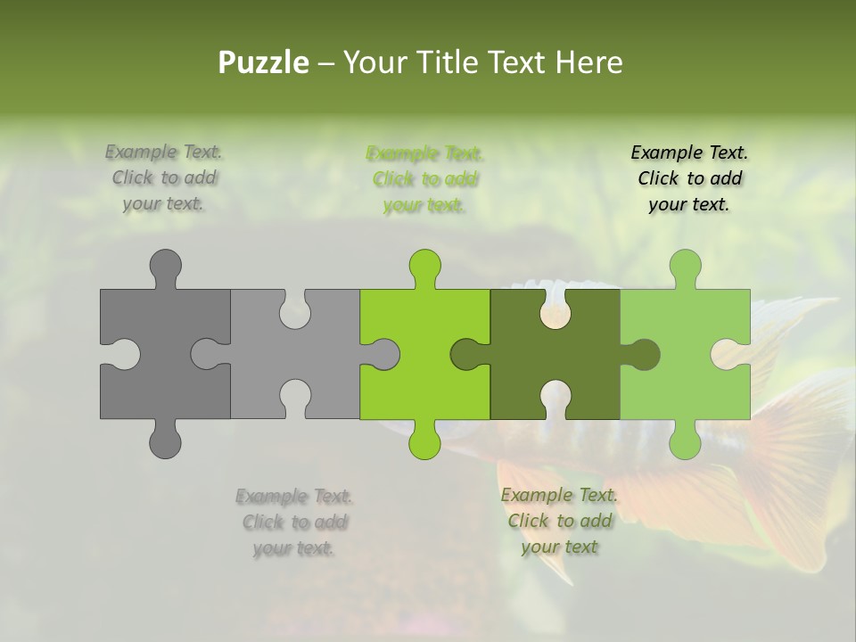 Beautiful African Cichlid (Red Peacock) Swimming In The Aquarium. Lots Of Bright Orange. PowerPoint Template