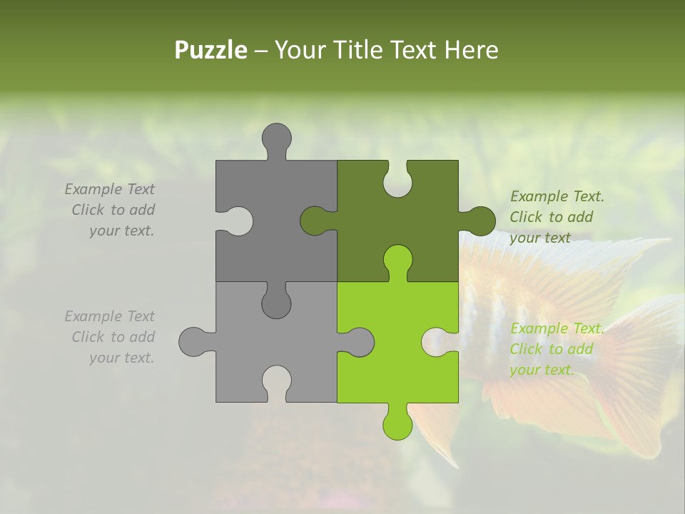 Beautiful African Cichlid (Red Peacock) Swimming In The Aquarium. Lots Of Bright Orange. PowerPoint Template