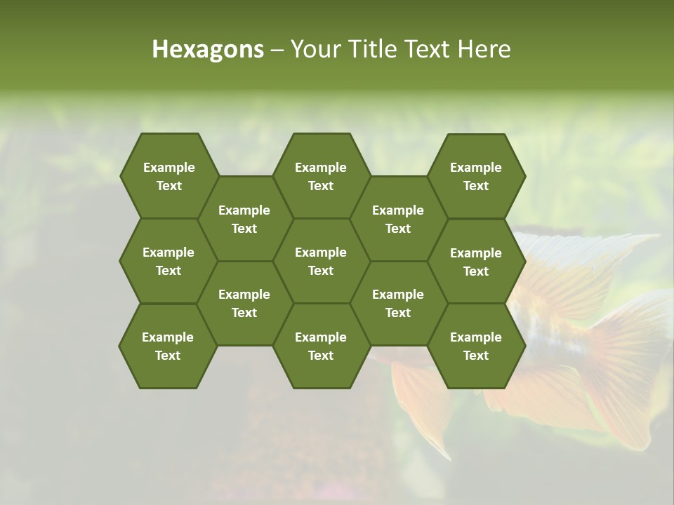 Beautiful African Cichlid (Red Peacock) Swimming In The Aquarium. Lots Of Bright Orange. PowerPoint Template