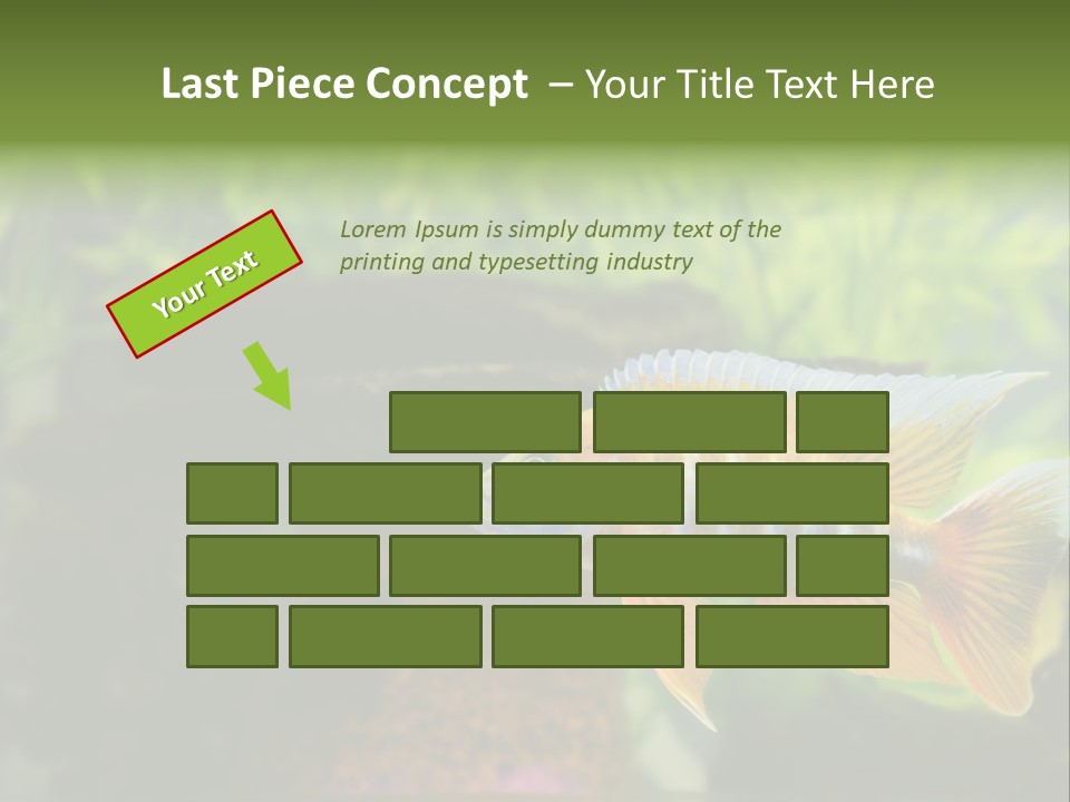 Beautiful African Cichlid (Red Peacock) Swimming In The Aquarium. Lots Of Bright Orange. PowerPoint Template