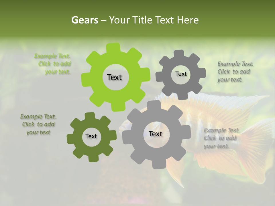 Beautiful African Cichlid (Red Peacock) Swimming In The Aquarium. Lots Of Bright Orange. PowerPoint Template