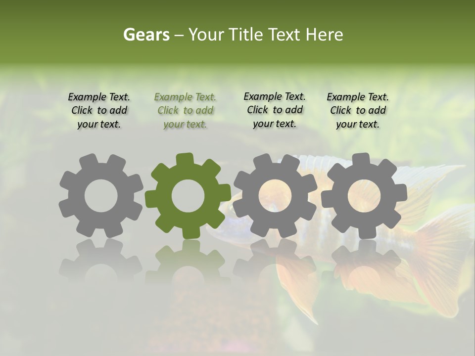 Beautiful African Cichlid (Red Peacock) Swimming In The Aquarium. Lots Of Bright Orange. PowerPoint Template