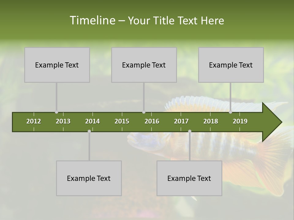 Beautiful African Cichlid (Red Peacock) Swimming In The Aquarium. Lots Of Bright Orange. PowerPoint Template