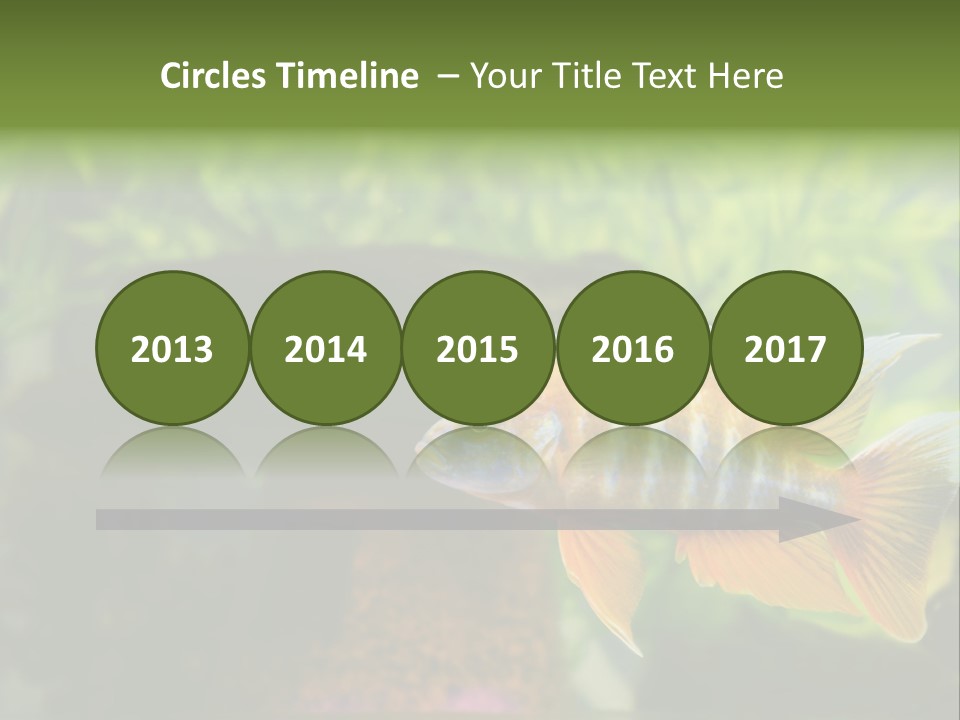 Beautiful African Cichlid (Red Peacock) Swimming In The Aquarium. Lots Of Bright Orange. PowerPoint Template