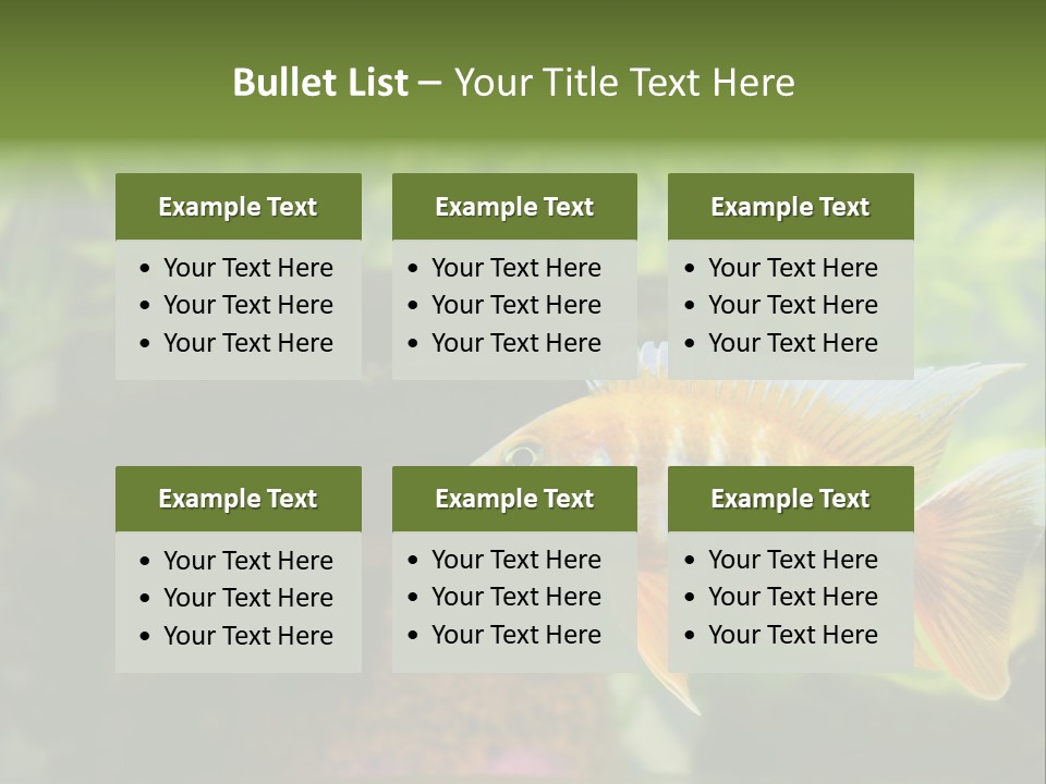 Beautiful African Cichlid (Red Peacock) Swimming In The Aquarium. Lots Of Bright Orange. PowerPoint Template