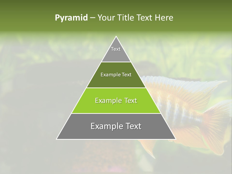 Beautiful African Cichlid (Red Peacock) Swimming In The Aquarium. Lots Of Bright Orange. PowerPoint Template