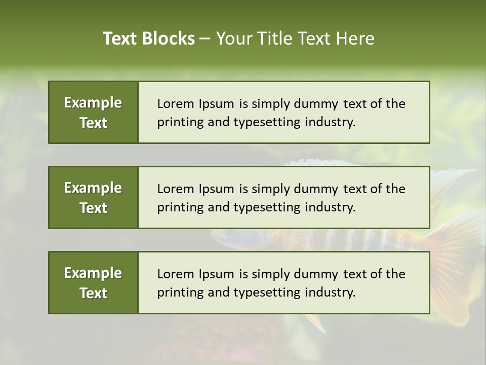 Beautiful African Cichlid (Red Peacock) Swimming In The Aquarium. Lots Of Bright Orange. PowerPoint Template
