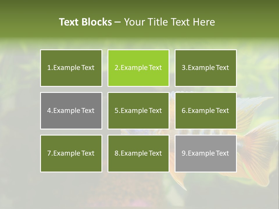 Beautiful African Cichlid (Red Peacock) Swimming In The Aquarium. Lots Of Bright Orange. PowerPoint Template