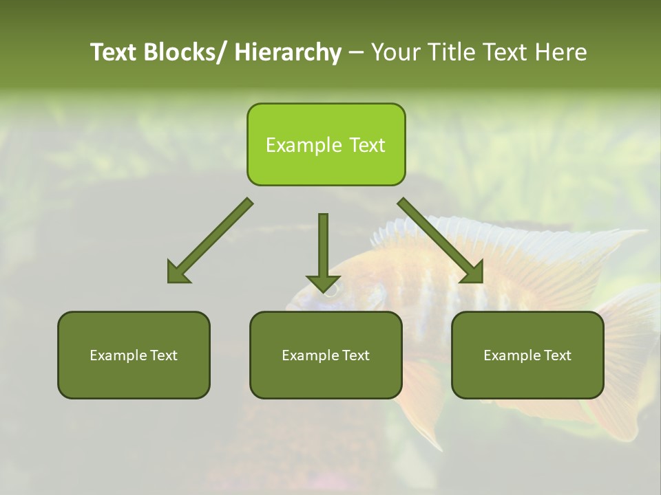 Beautiful African Cichlid (Red Peacock) Swimming In The Aquarium. Lots Of Bright Orange. PowerPoint Template