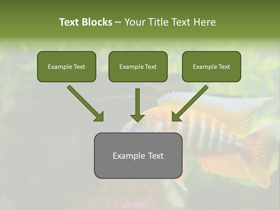 Beautiful African Cichlid (Red Peacock) Swimming In The Aquarium. Lots Of Bright Orange. PowerPoint Template