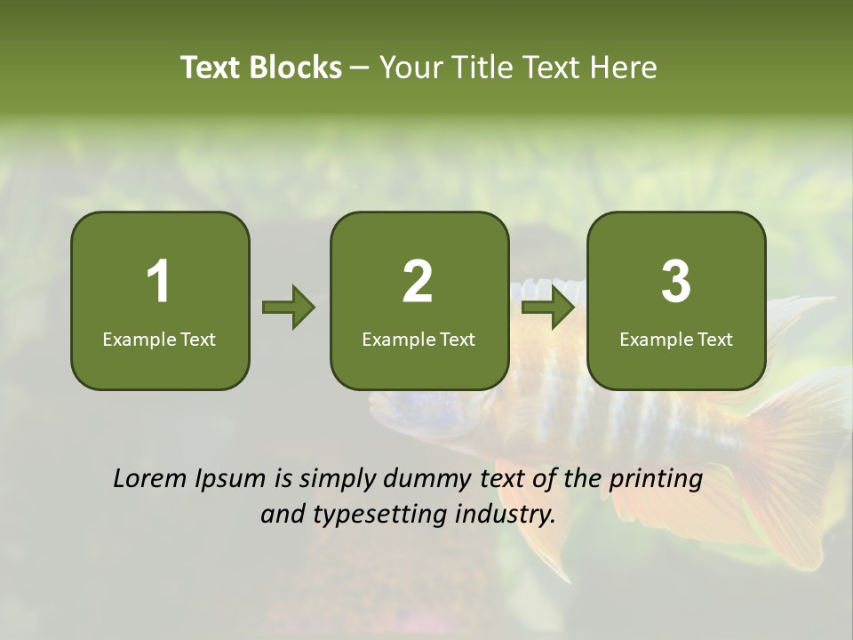 Beautiful African Cichlid (Red Peacock) Swimming In The Aquarium. Lots Of Bright Orange. PowerPoint Template