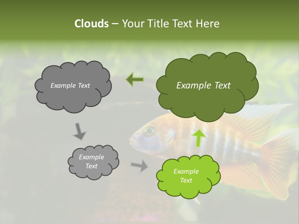 Beautiful African Cichlid (Red Peacock) Swimming In The Aquarium. Lots Of Bright Orange. PowerPoint Template