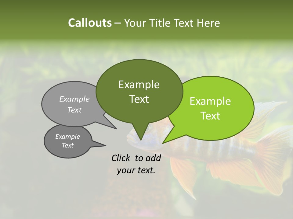 Beautiful African Cichlid (Red Peacock) Swimming In The Aquarium. Lots Of Bright Orange. PowerPoint Template