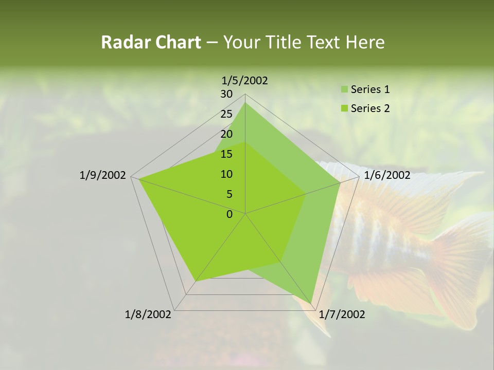 Beautiful African Cichlid (Red Peacock) Swimming In The Aquarium. Lots Of Bright Orange. PowerPoint Template