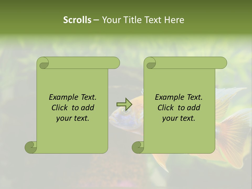 Beautiful African Cichlid (Red Peacock) Swimming In The Aquarium. Lots Of Bright Orange. PowerPoint Template