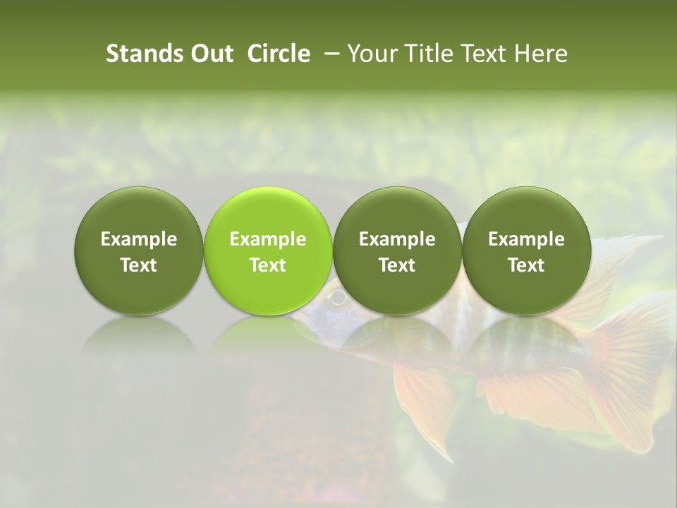 Beautiful African Cichlid (Red Peacock) Swimming In The Aquarium. Lots Of Bright Orange. PowerPoint Template