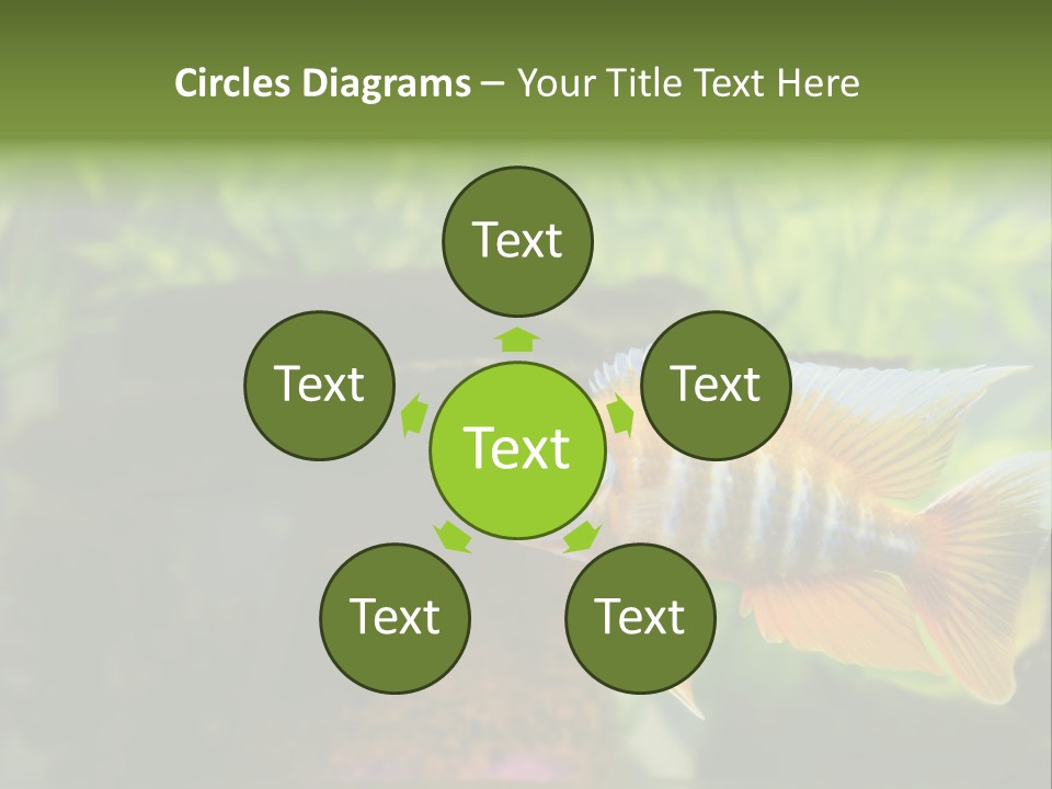 Beautiful African Cichlid (Red Peacock) Swimming In The Aquarium. Lots Of Bright Orange. PowerPoint Template