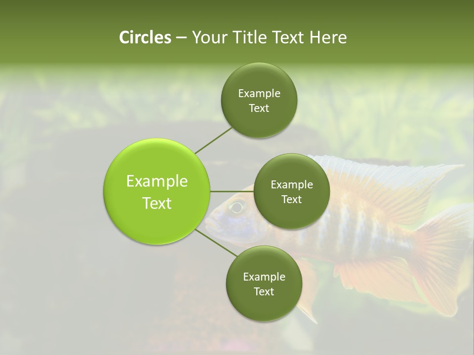 Beautiful African Cichlid (Red Peacock) Swimming In The Aquarium. Lots Of Bright Orange. PowerPoint Template