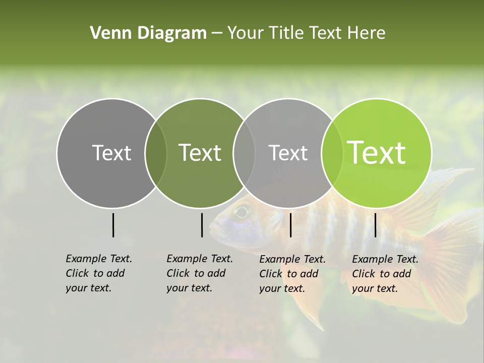 Beautiful African Cichlid (Red Peacock) Swimming In The Aquarium. Lots Of Bright Orange. PowerPoint Template