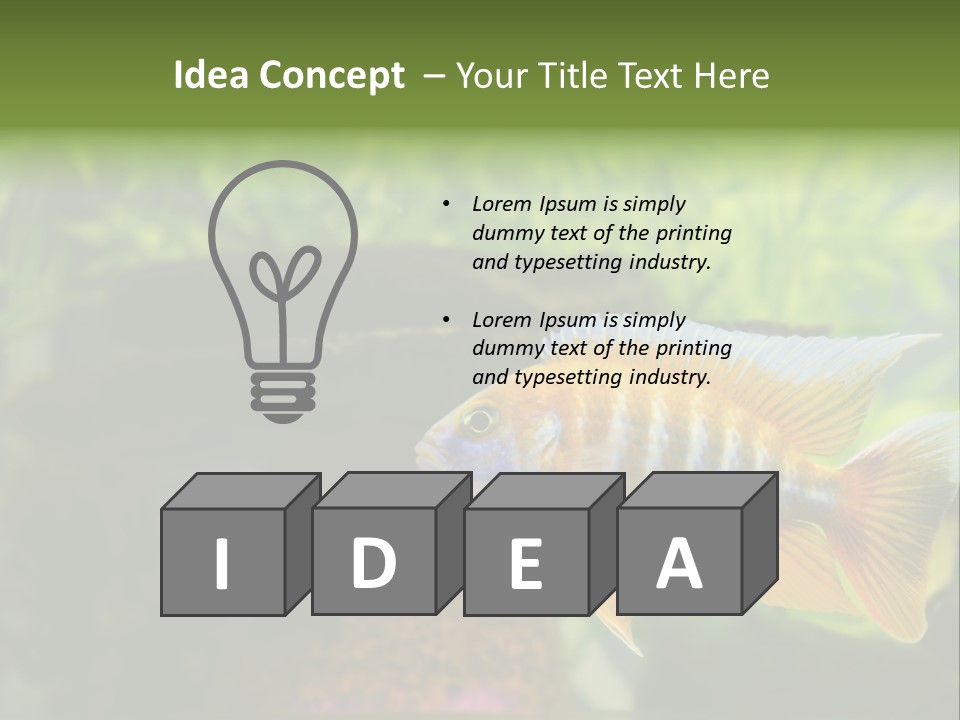 Beautiful African Cichlid (Red Peacock) Swimming In The Aquarium. Lots Of Bright Orange. PowerPoint Template