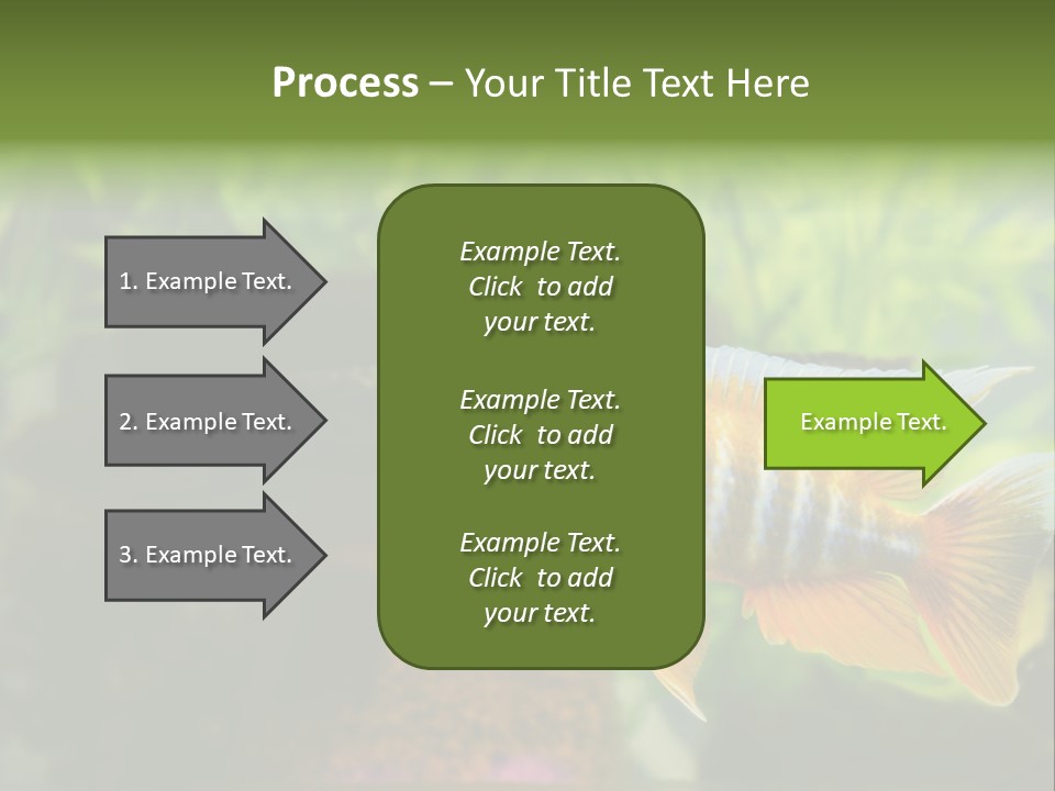 Beautiful African Cichlid (Red Peacock) Swimming In The Aquarium. Lots Of Bright Orange. PowerPoint Template