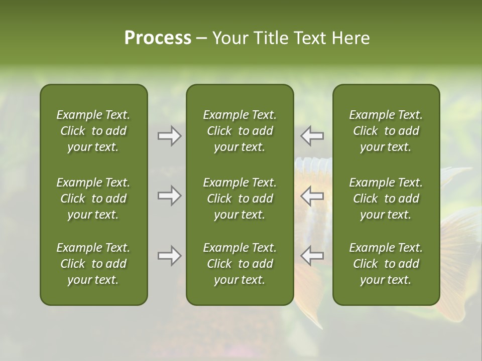Beautiful African Cichlid (Red Peacock) Swimming In The Aquarium. Lots Of Bright Orange. PowerPoint Template