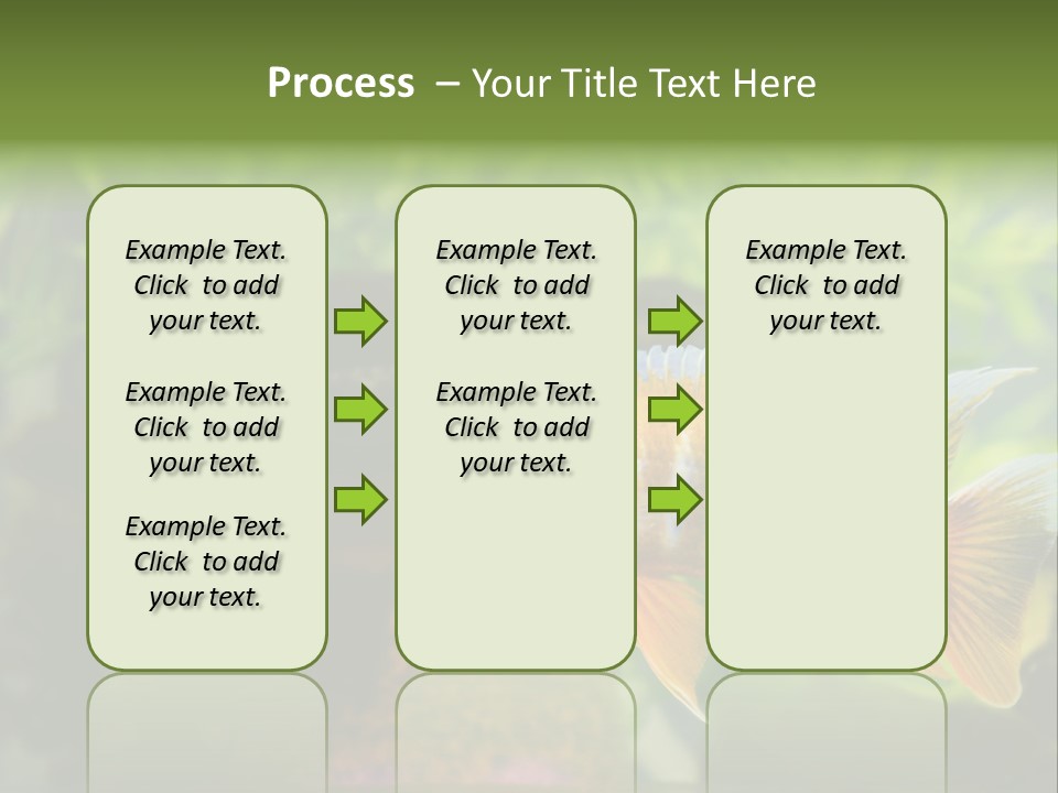 Beautiful African Cichlid (Red Peacock) Swimming In The Aquarium. Lots Of Bright Orange. PowerPoint Template