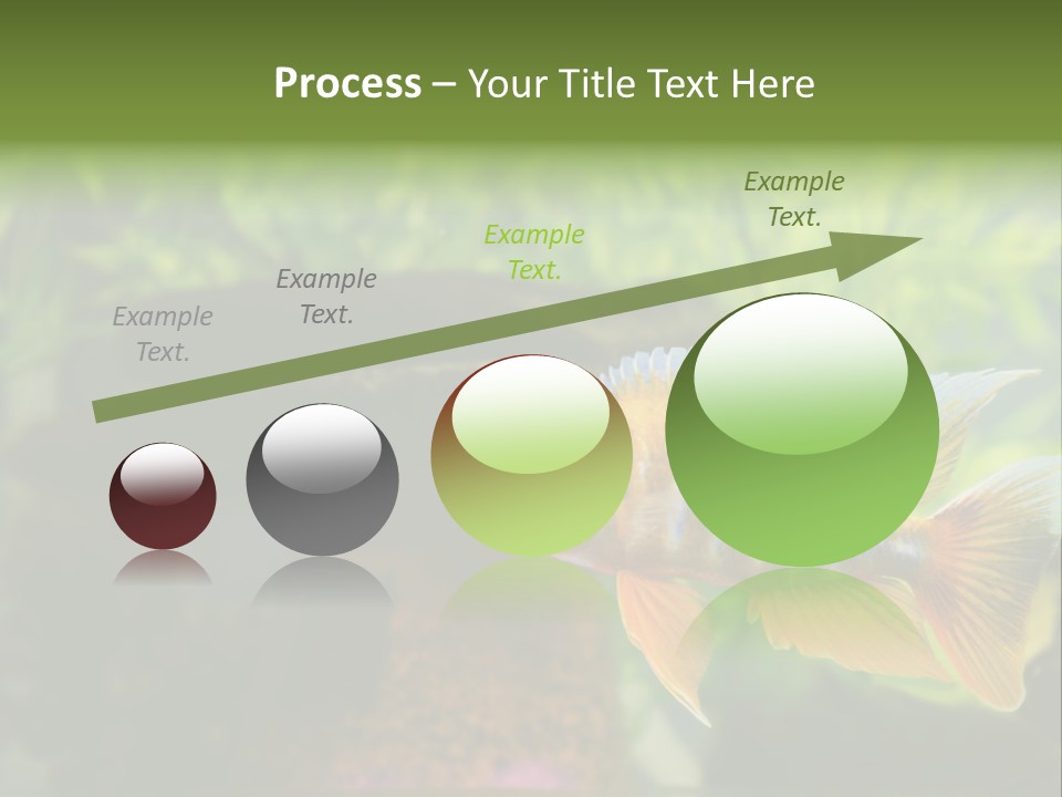 Beautiful African Cichlid (Red Peacock) Swimming In The Aquarium. Lots Of Bright Orange. PowerPoint Template