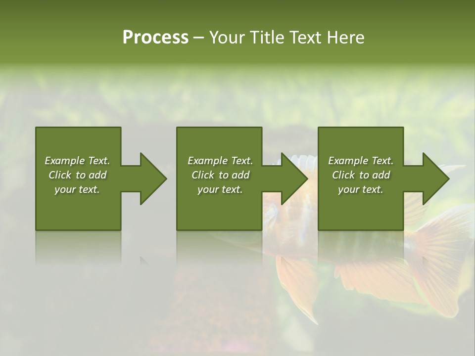 Beautiful African Cichlid (Red Peacock) Swimming In The Aquarium. Lots Of Bright Orange. PowerPoint Template