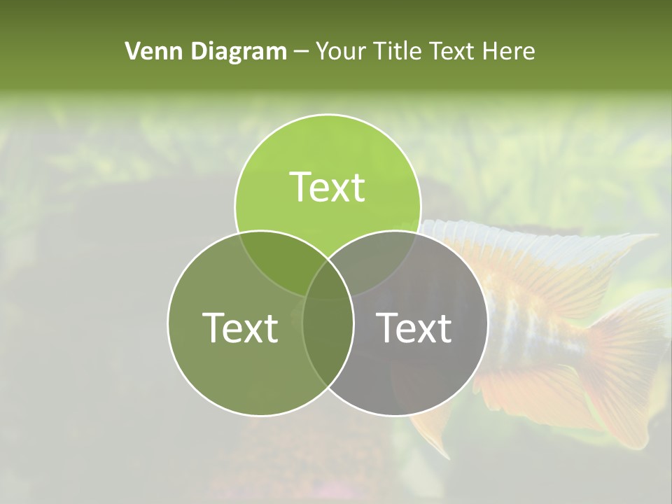 Beautiful African Cichlid (Red Peacock) Swimming In The Aquarium. Lots Of Bright Orange. PowerPoint Template