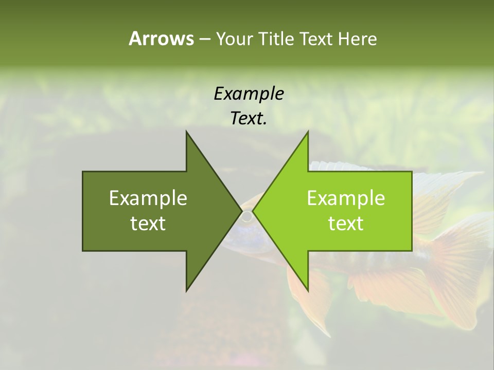 Beautiful African Cichlid (Red Peacock) Swimming In The Aquarium. Lots Of Bright Orange. PowerPoint Template