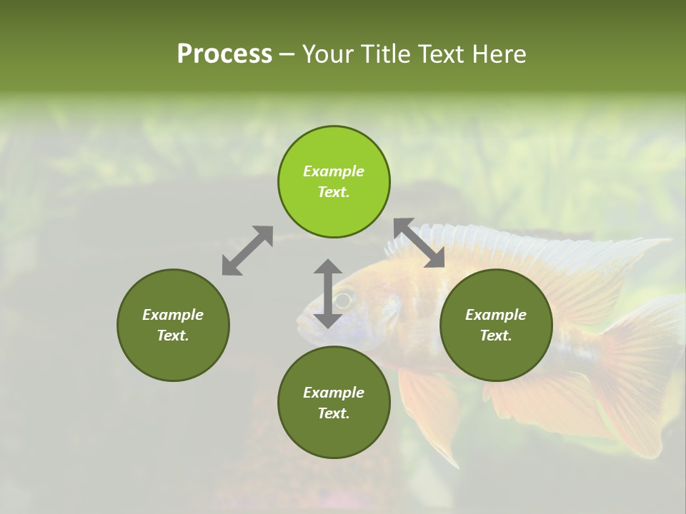 Beautiful African Cichlid (Red Peacock) Swimming In The Aquarium. Lots Of Bright Orange. PowerPoint Template