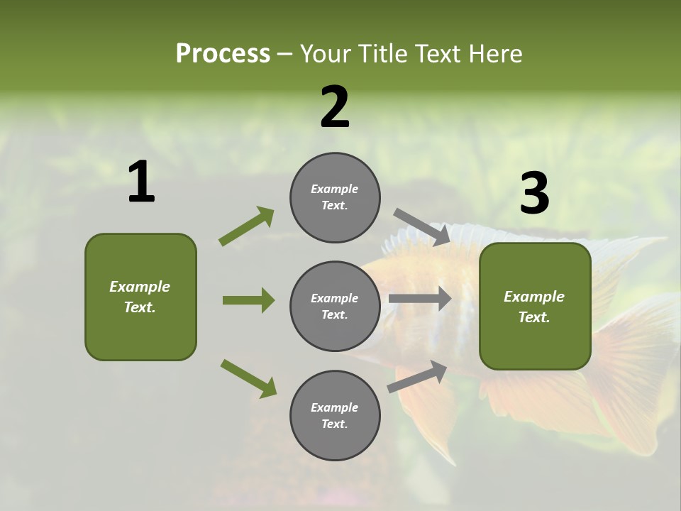 Beautiful African Cichlid (Red Peacock) Swimming In The Aquarium. Lots Of Bright Orange. PowerPoint Template