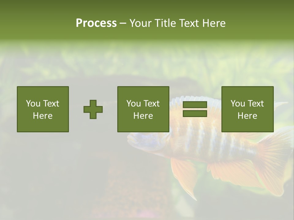Beautiful African Cichlid (Red Peacock) Swimming In The Aquarium. Lots Of Bright Orange. PowerPoint Template